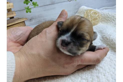 成約済の静岡県のチワワ(ロングコート)-89949の8枚目