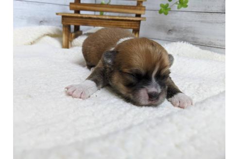 成約済の静岡県のチワワ(ロングコート)-89949の7枚目