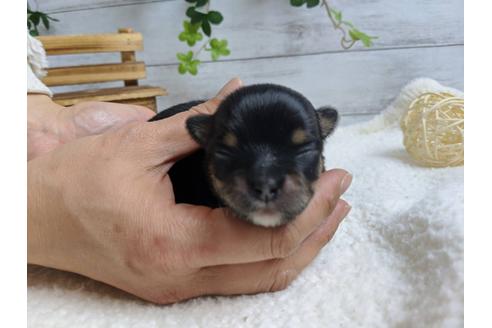 成約済の静岡県のチワワ(ロングコート)-89950の7枚目