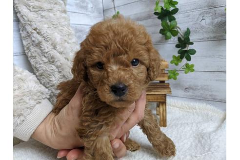 成約済の静岡県のトイプードル-88456の1枚目