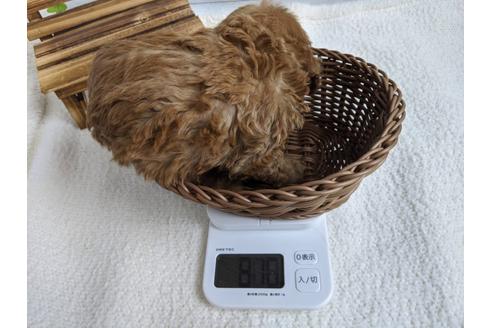 成約済の静岡県のトイプードル-88456の3枚目