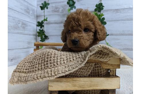 成約済の静岡県のトイプードル-88456の2枚目