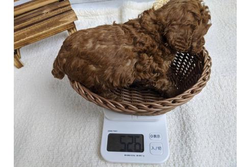成約済の静岡県のトイプードル-88460の3枚目