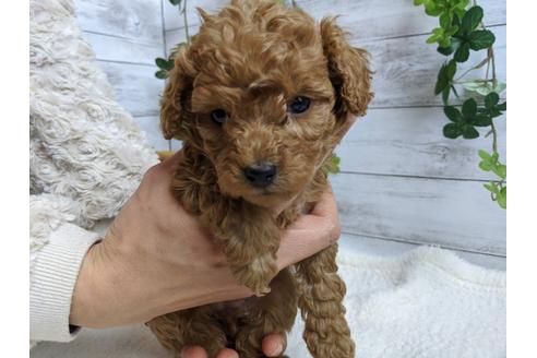 成約済の静岡県のトイプードル-88459の3枚目