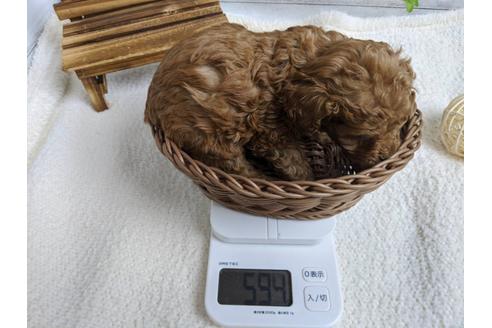 成約済の静岡県のトイプードル-88459の2枚目