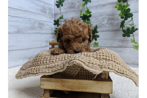 成約済の静岡県のトイプードル-88459の1枚目