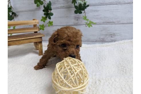 成約済の静岡県のトイプードル-88458の1枚目