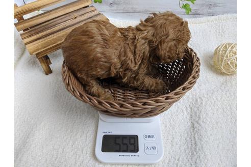 成約済の静岡県のトイプードル-88458の3枚目