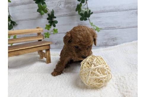 成約済の静岡県のトイプードル-88458の2枚目