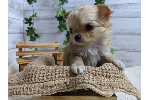 成約済の静岡県のチワワ(ロングコート)-87628の6枚目