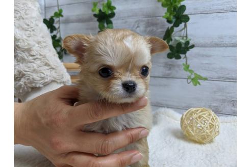 成約済の静岡県のチワワ(ロングコート)-87628の1枚目