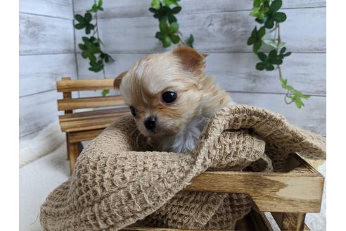 成約済の静岡県のチワワ(ロングコート)-87628の5枚目