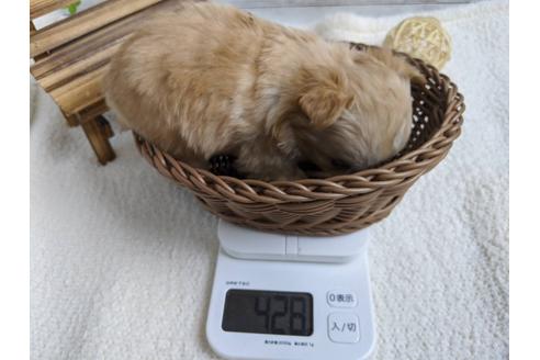 成約済の静岡県のチワワ(ロングコート)-87628の4枚目