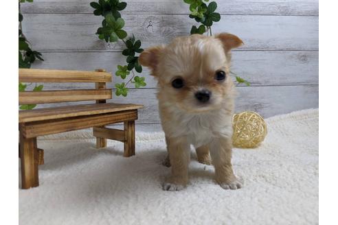 成約済の静岡県のチワワ(ロングコート)-87628の3枚目