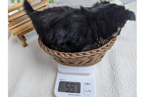 成約済の静岡県のチワワ(ロングコート)-87629の3枚目