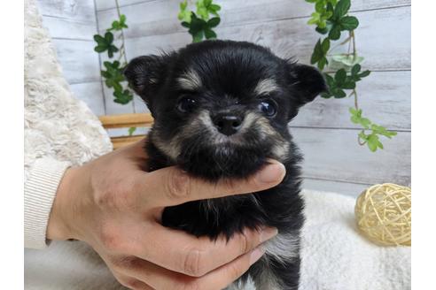 成約済の静岡県のチワワ(ロングコート)-87629の1枚目