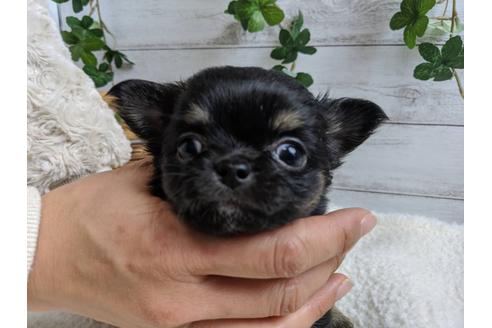 成約済の静岡県のチワワ(ロングコート)-87631の1枚目