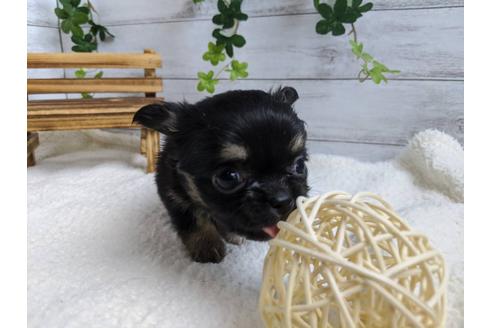 成約済の静岡県のチワワ(ロングコート)-87631の4枚目