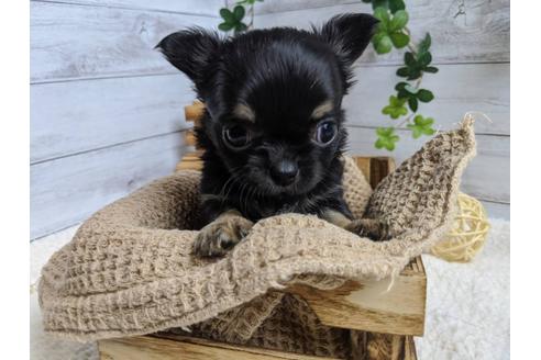 成約済の静岡県のチワワ(ロングコート)-87632の2枚目