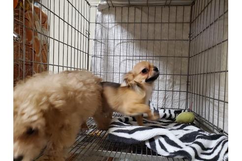 成約済の愛知県のチワワ(ロングコート)-87826の10枚目