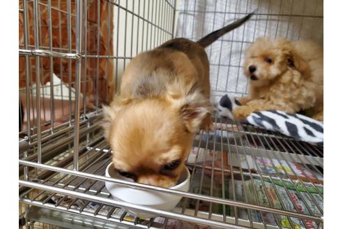 成約済の愛知県のチワワ(ロングコート)-87826の9枚目