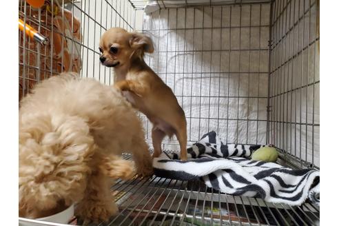 成約済の愛知県のチワワ(ロングコート)-87826の8枚目