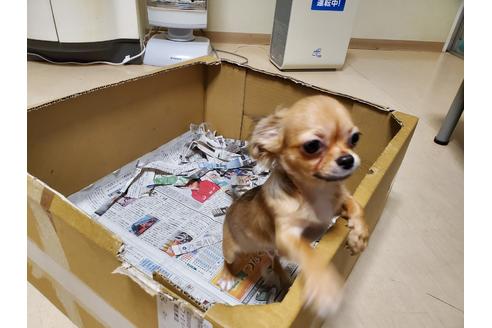 成約済の愛知県のチワワ(ロングコート)-87826の6枚目