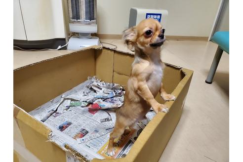 成約済の愛知県のチワワ(ロングコート)-87826の7枚目