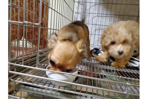 成約済の愛知県のチワワ(ロングコート)-87826の5枚目