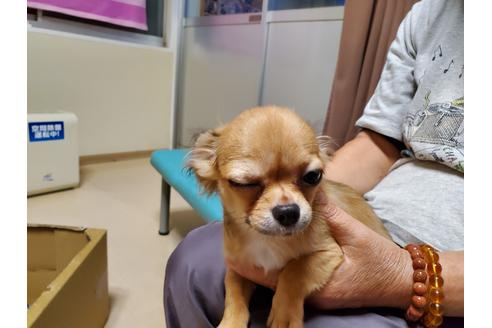 成約済の愛知県のチワワ(ロングコート)-87826の3枚目