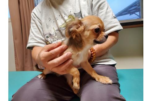 成約済の愛知県のチワワ(ロングコート)-87826の4枚目