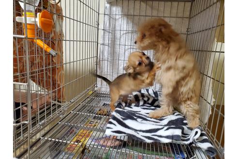 成約済の愛知県のチワワ(ロングコート)-87826の2枚目