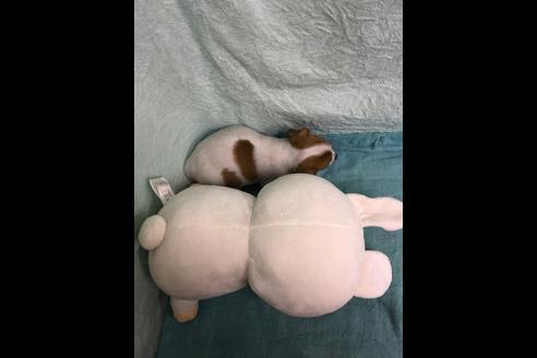 成約済の千葉県のジャックラッセルテリア-89466の5枚目