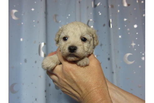 成約済の福岡県のミックス犬-90031の14枚目