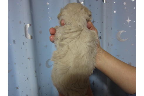 成約済の福岡県のミックス犬-90031の11枚目