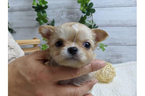 成約済の静岡県のチワワ(ロングコート)-87628の2枚目