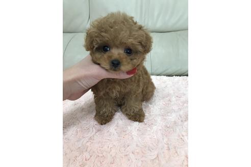 成約済の愛媛県のティーカッププードル-89866の1枚目