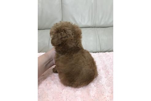 成約済の愛媛県のティーカッププードル-89866の3枚目