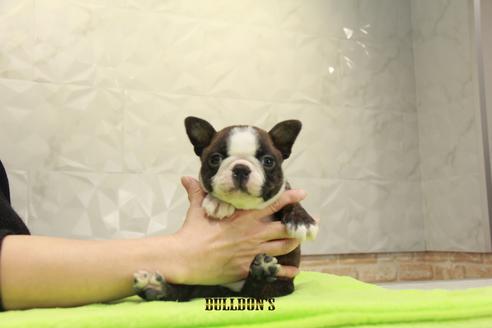 成約済の東京都のボストンテリア-90084