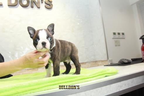 成約済の東京都のボストンテリア-90084の5枚目