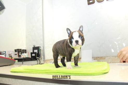 成約済の東京都のボストンテリア-90084の4枚目