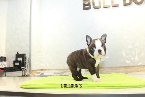 成約済の東京都のボストンテリア-90084の2枚目