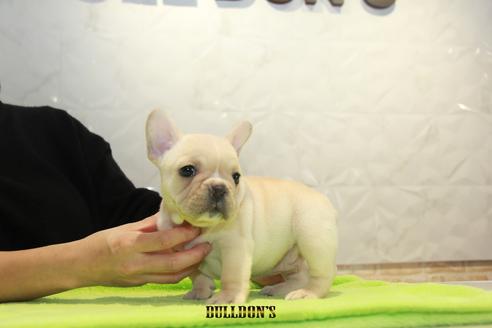 成約済の東京都のフレンチブルドッグ-90089の1枚目