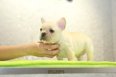 成約済の東京都のフレンチブルドッグ-90089の5枚目