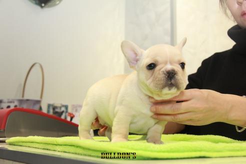 成約済の東京都のフレンチブルドッグ-90089の4枚目