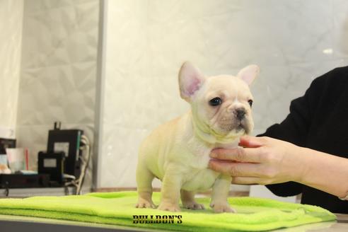 成約済の東京都のフレンチブルドッグ-90089の2枚目