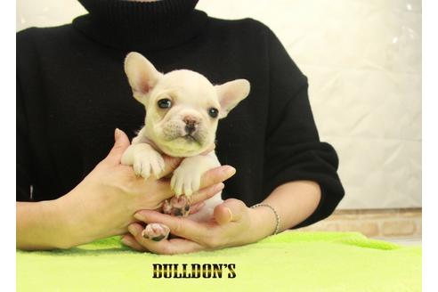 成約済の東京都のフレンチブルドッグ-90091の1枚目