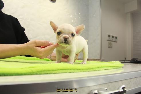 東京都のフレンチブルドッグ 女の子 19 12 14生まれ 5頭兄妹で1番小ぶりなクリームの女の子 子犬id ブリーダーナビ 東京都のフレンチブルドッグ 女の子 19 12 14生まれ 5頭兄妹で1番小ぶりなクリームの女の子 子犬id ブリーダーナビ