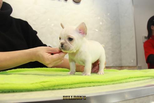 東京都のフレンチブルドッグ 女の子 19 12 14生まれ 5頭兄妹で1番小ぶりなクリームの女の子 子犬id ブリーダーナビ 東京都のフレンチブルドッグ 女の子 19 12 14生まれ 5頭兄妹で1番小ぶりなクリームの女の子 子犬id ブリーダーナビ