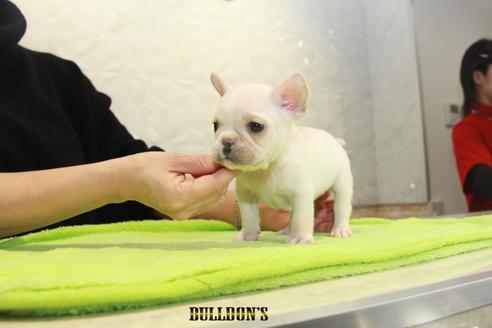 成約済の東京都のフレンチブルドッグ-90091の2枚目